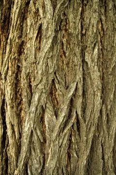 Tree Bark Texture 스톡 사진