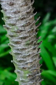 Tree bark texture Foto stock