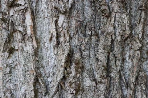 Tree bark texture. Stock Photos
