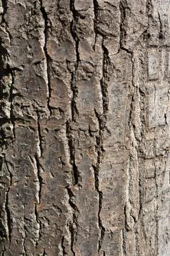 Tree bark texture Stock Photos