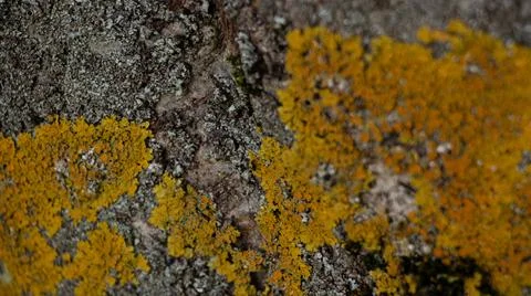 Tree bark texture Photos