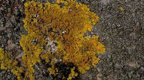 Tree bark texture Photos