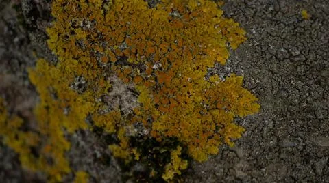 Tree bark texture Photos