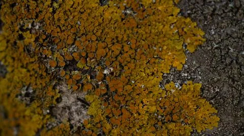 Tree bark texture Photos