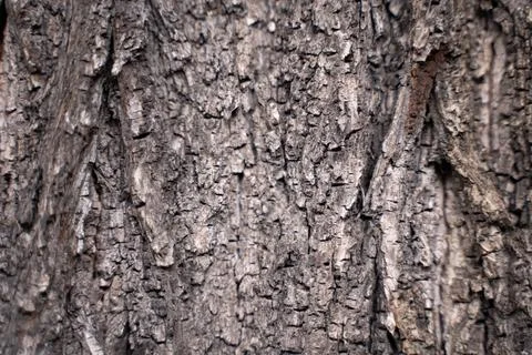 Tree bark texture Stock Photos