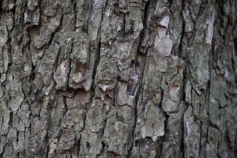 Tree bark texture. Stock Photos