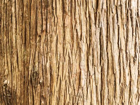 Tree bark texture 스톡 사진