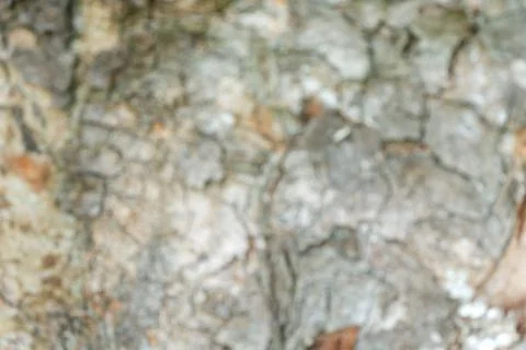 Tree bark texture Stock Photos