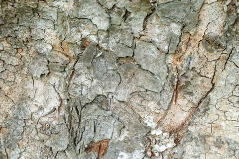 Tree bark texture 스톡 사진