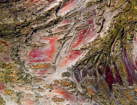Tree bark texture Stock Photos