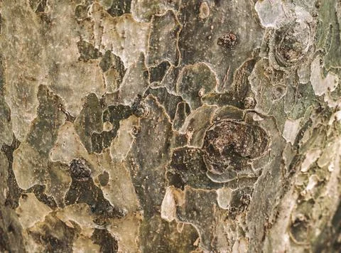 Tree bark texture 写真素材