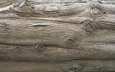 Tree bark texture 写真素材