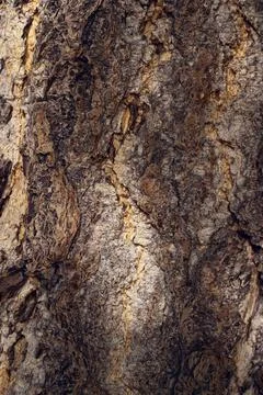 Tree bark texture Stock Photos