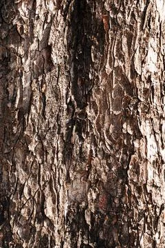 Tree bark texture Stock Photos