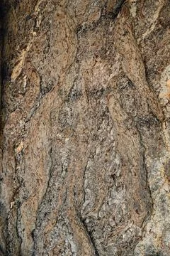 Tree bark texture Stock Photos