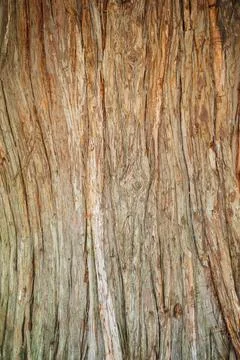 Tree bark texture Stock Photos