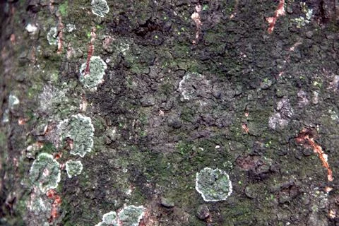 Tree bark texture Stock Photos