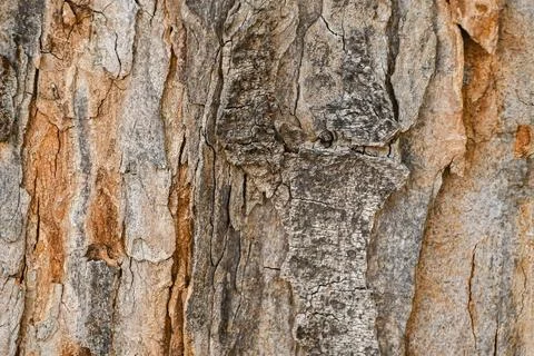 Tree bark texture Stock Photos