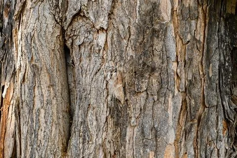 Tree bark texture Stock Photos