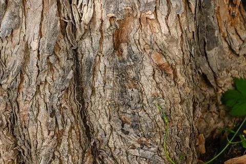 Tree bark texture Stock Photos