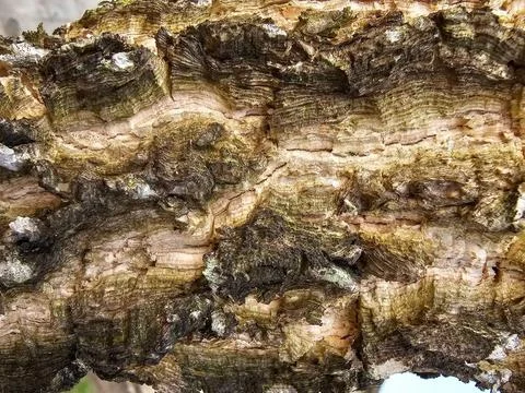 Tree bark texture Foto stock