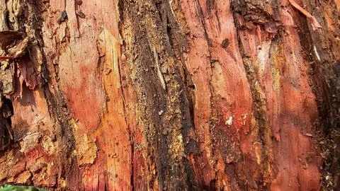 Tree bark texture Foto stock