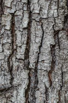 Tree bark texture Stock Photos