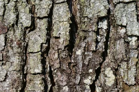 Tree bark texture Stock Photos