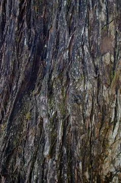 Tree bark texture Stock Photos