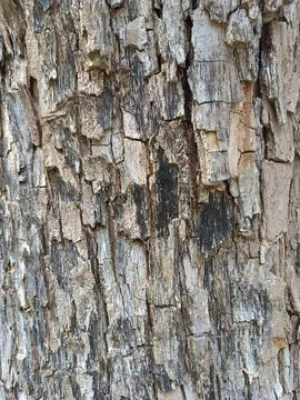 Tree Bark Texture Stock Photos