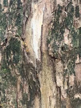 Tree Bark Texture Stock Photos
