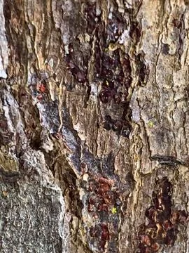 Tree Bark Texture Stock Photos