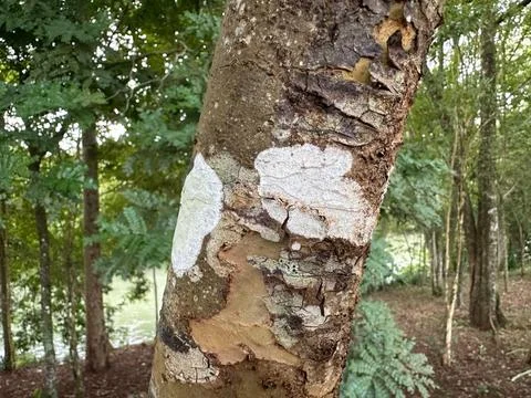 Tree Bark Texture Stock Photos