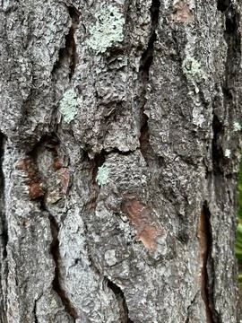 Tree Bark Texture Stock Photos