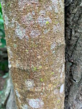 Tree Bark Texture Stock Photos