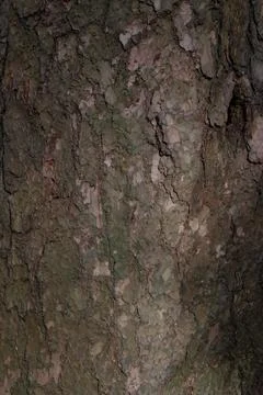 Tree Bark Texture 스톡 사진