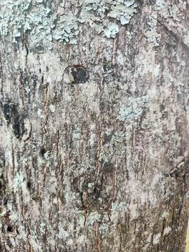 Tree Bark Texture Stock Photos