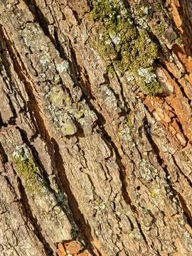 Tree Bark Texture Stock Photos