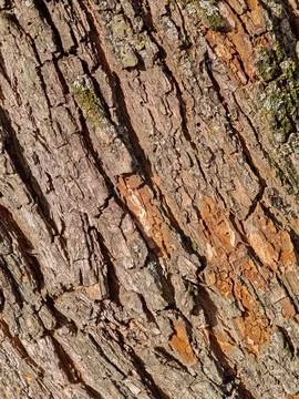Tree Bark Texture Stock Photos