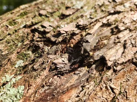 Tree bark texture Stock Photos