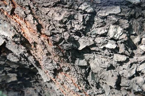 Tree bark texture 写真素材