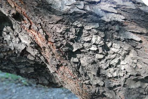 Tree bark texture 写真素材