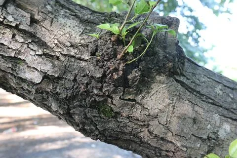 Tree bark texture 写真素材