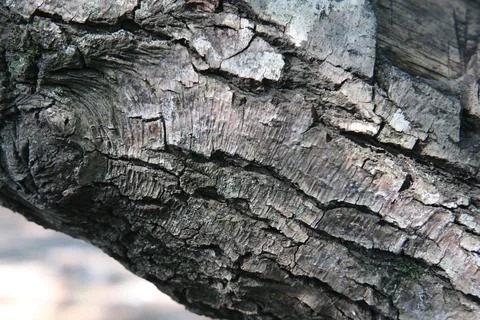 Tree bark texture 写真素材