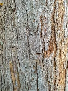 Tree Bark Texture Stock Photos