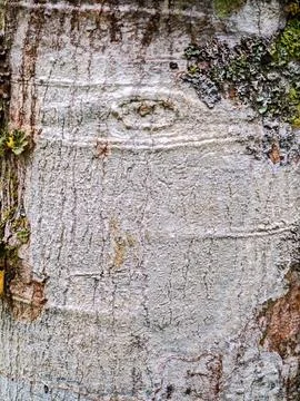 Tree Bark Texture Stock Photos