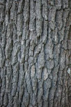 Tree bark texture pine Fotos Stock