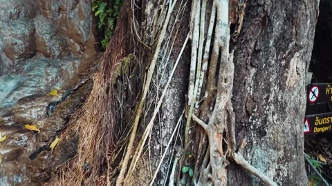 Tree bark texture with roots and natural patterns in forest, Organic wood Stock Footage 346216763