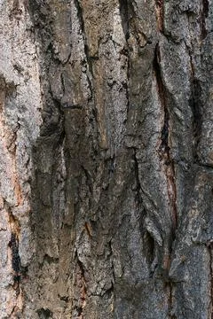 Tree Bark Texture Rough Brown Closeup Stock Photos