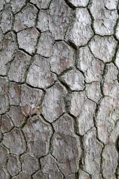 Tree bark texture rough. Foto stock